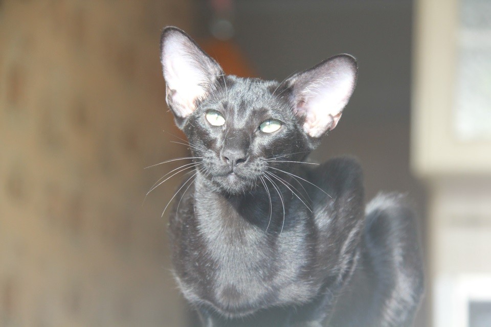 Котята - Баффи (Baffi Eastward), черная ориентальная шалунья! 