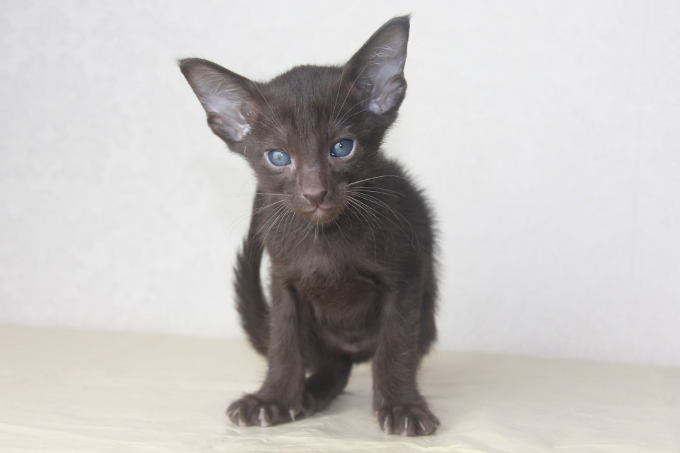 Котята - Кэлвин шоколадный котенок! 