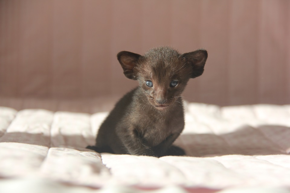 Котята - Даллас, черный ориентальный шалун! 