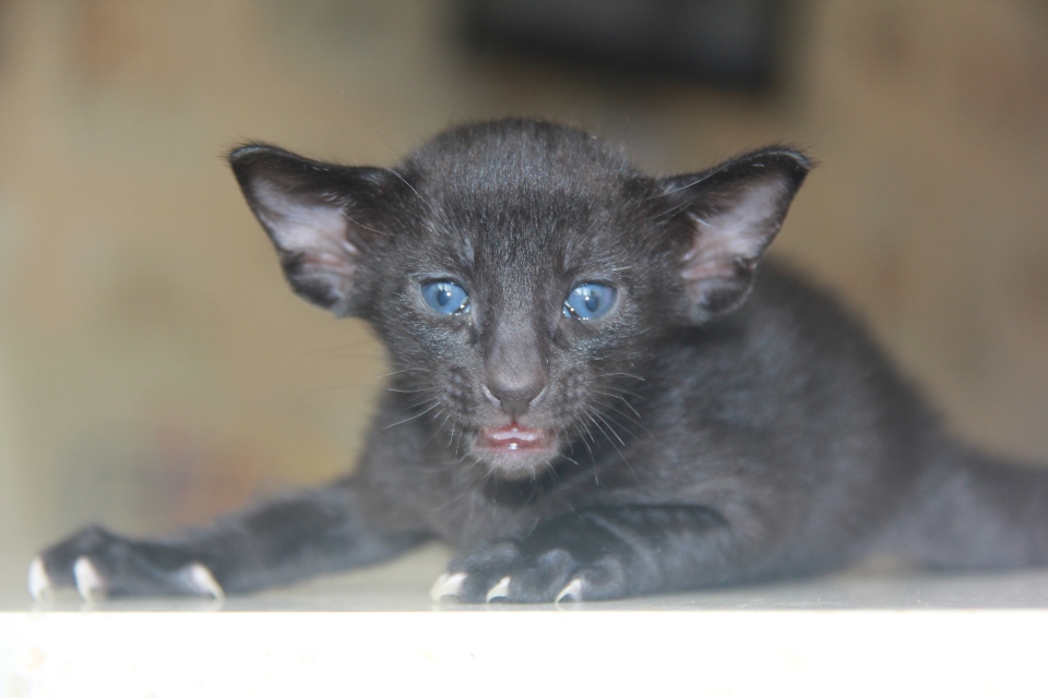 Котята - Hodor, OSH n - ebony, black - black kitten! 