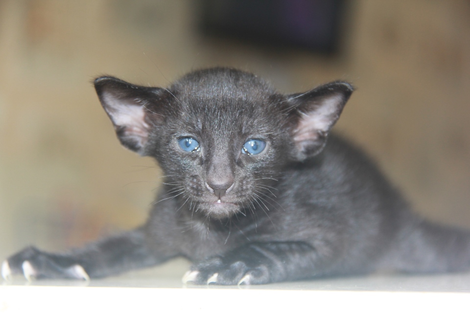 Котята - Ходор, ORI n - Черный, эбони! 