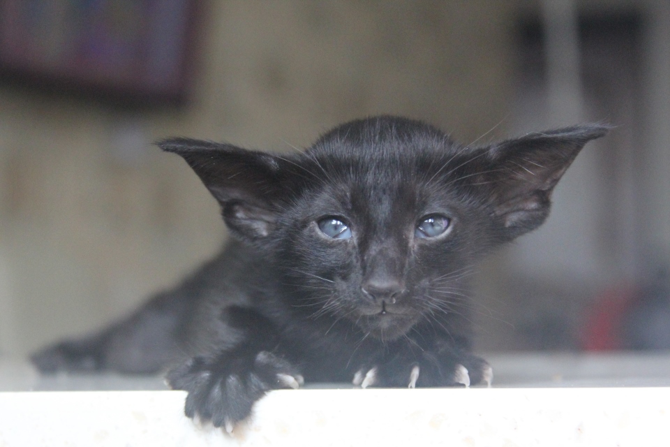 Котята - Hodor, OSH n - ebony, black - black kitten! 