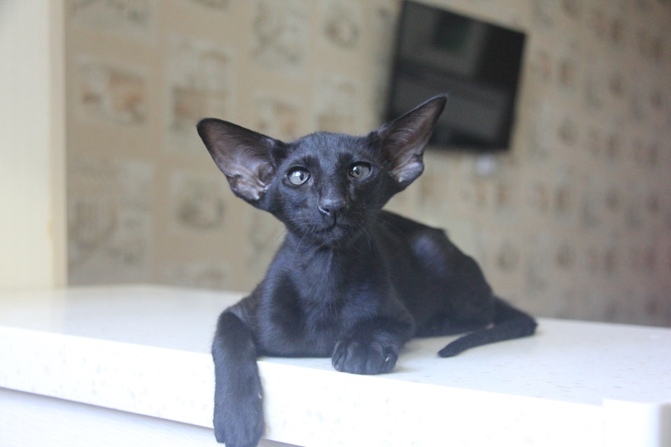 Котята - Ходор, ORI n - Черный, эбони! 