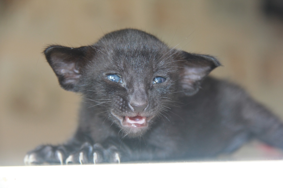 Котята - Houston, OSH n - ebony, black - black kitten! 