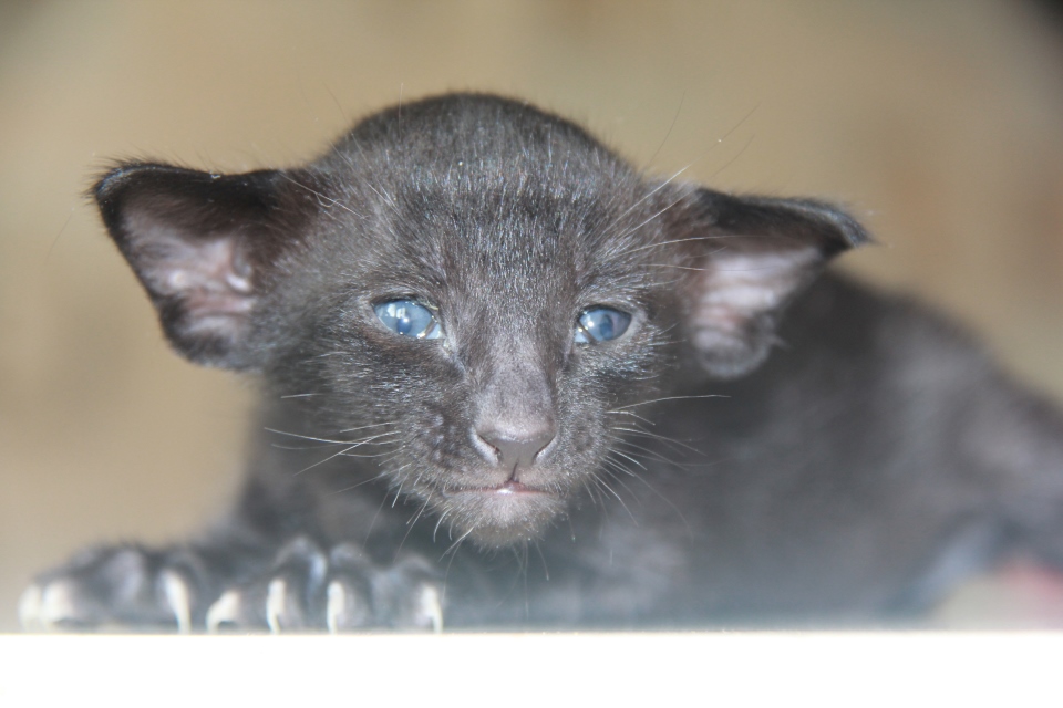 Котята - Houston, OSH n - ebony, black - black kitten! 