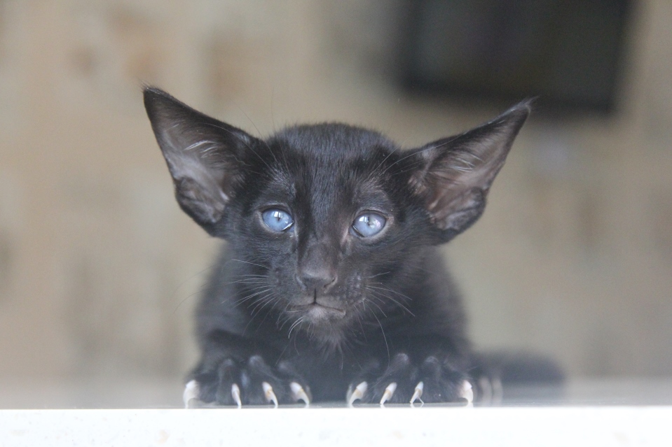 Котята - Houston, OSH n - ebony, black - black kitten! 