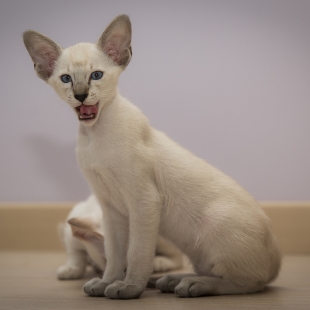 Siamese kitten