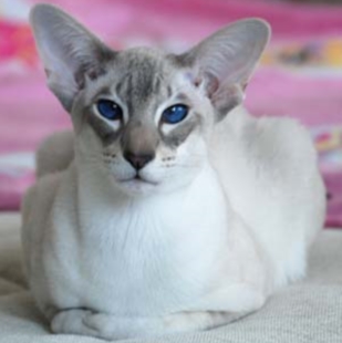 Siamese cat 