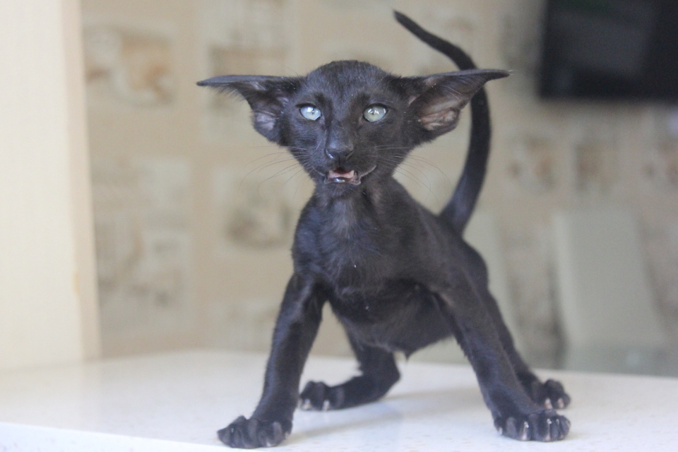 Котята - Jack Eastward, OSH n - ebony, black 