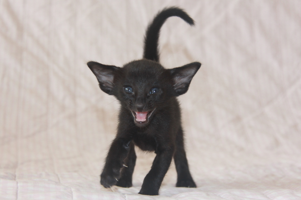 Котята - Laura, ORI n - ebony, black! 