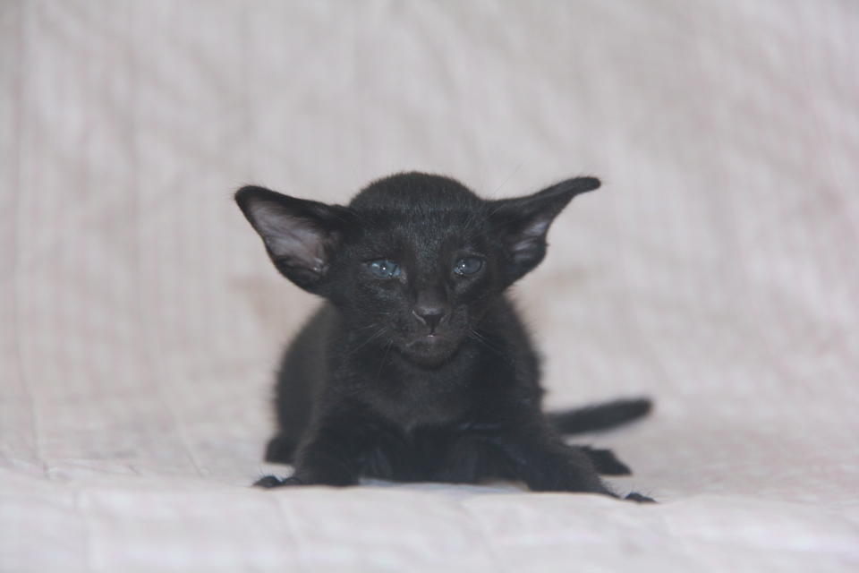 Котята - Lilith, ORI n - ebony, black! 