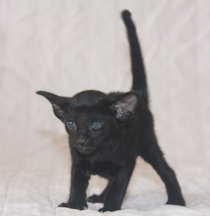 Котята - Lilith, ORI n - ebony, black! 