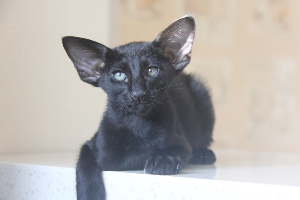 Котята - Лорд, ORI n - черный, эбони! 