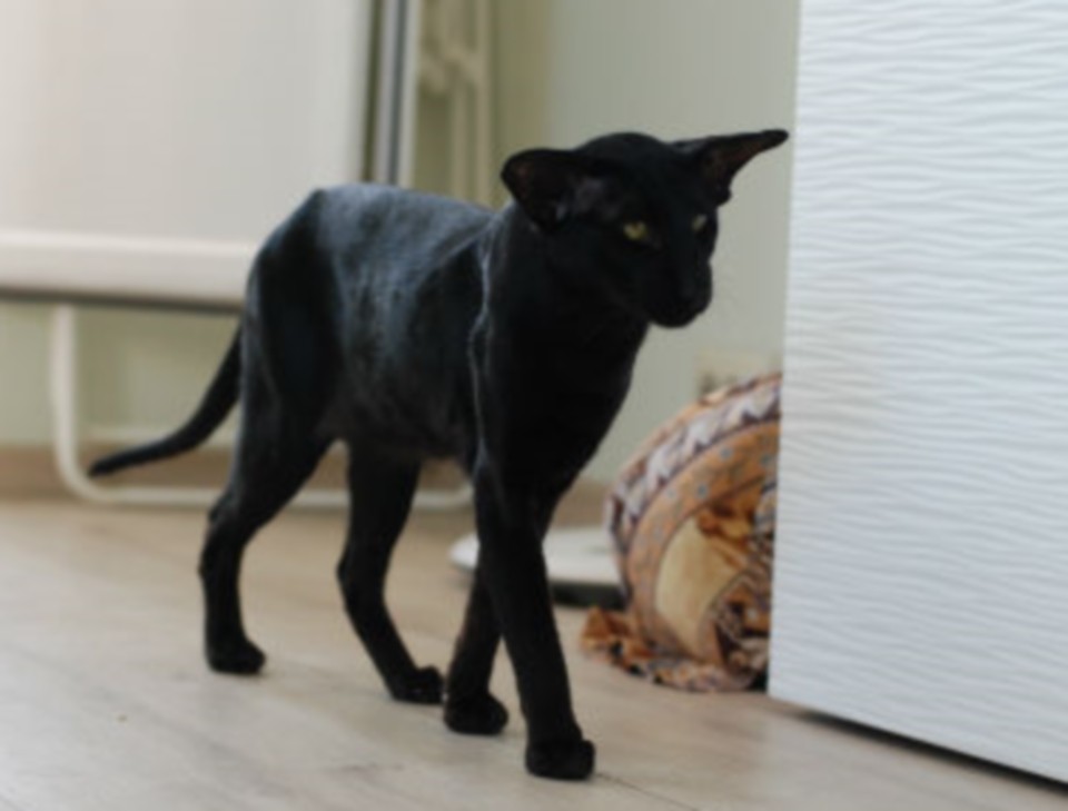 Males - КОКС (Kox Hathor), черный ориентал. black oriental