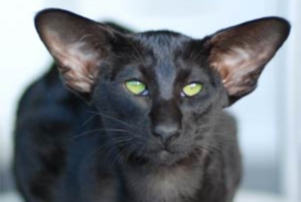 Koh Hathor черный ориентальный кот экстримального типа 